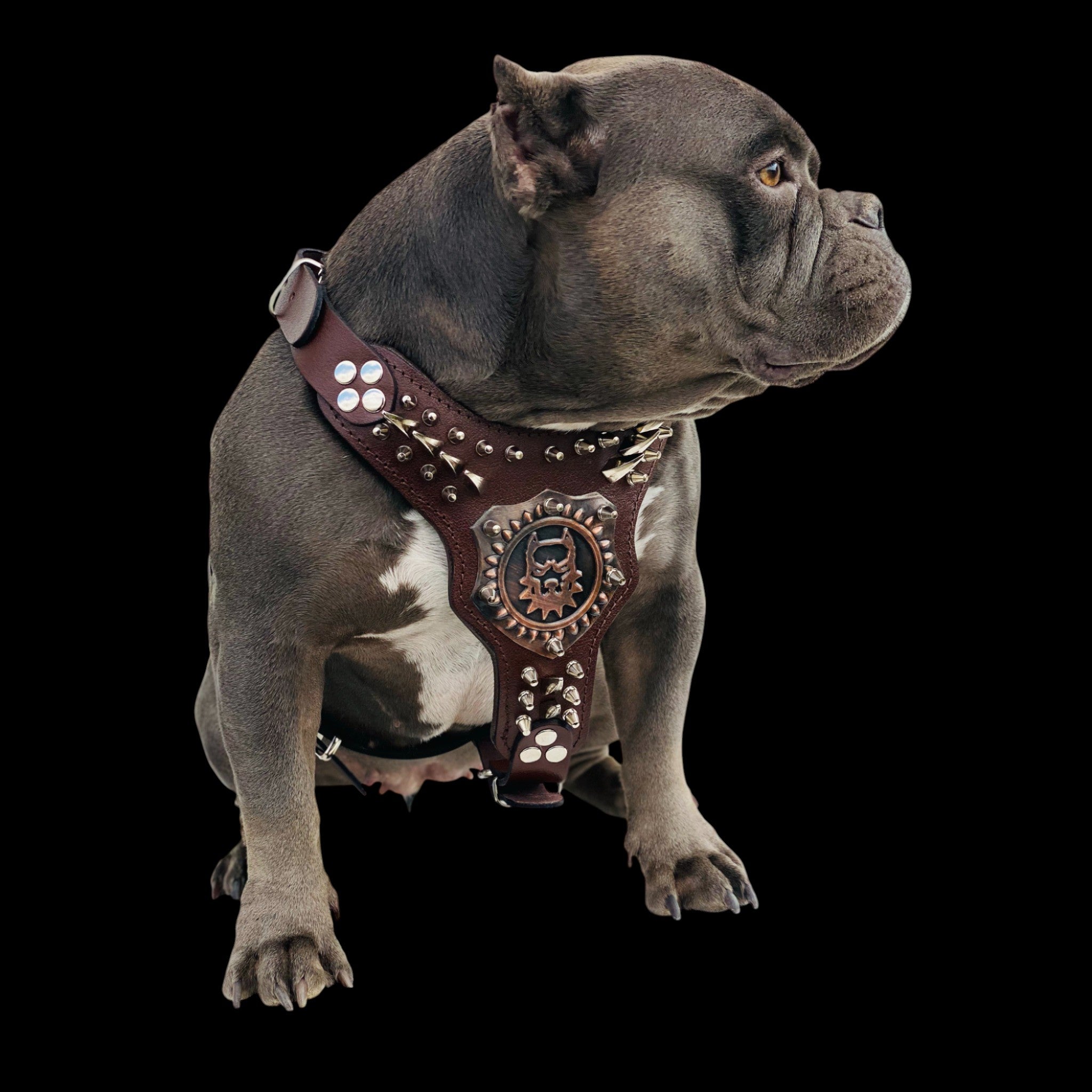 Copper logo padded chest harness for Rottweiler and Kangal