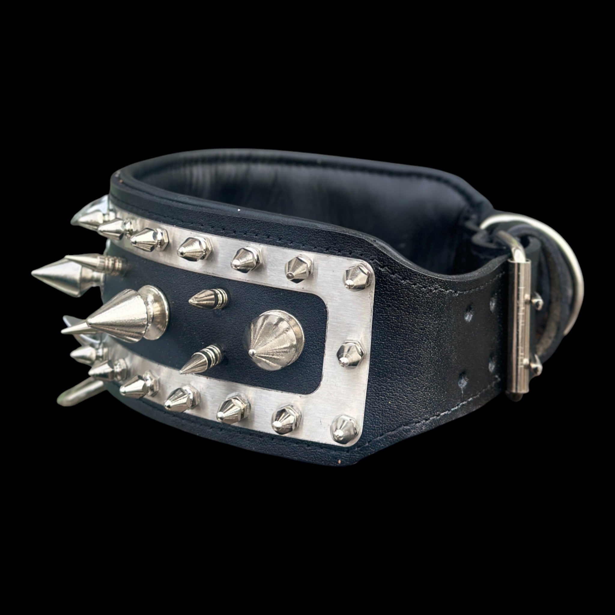 American Bully wearing Joker Steel collar