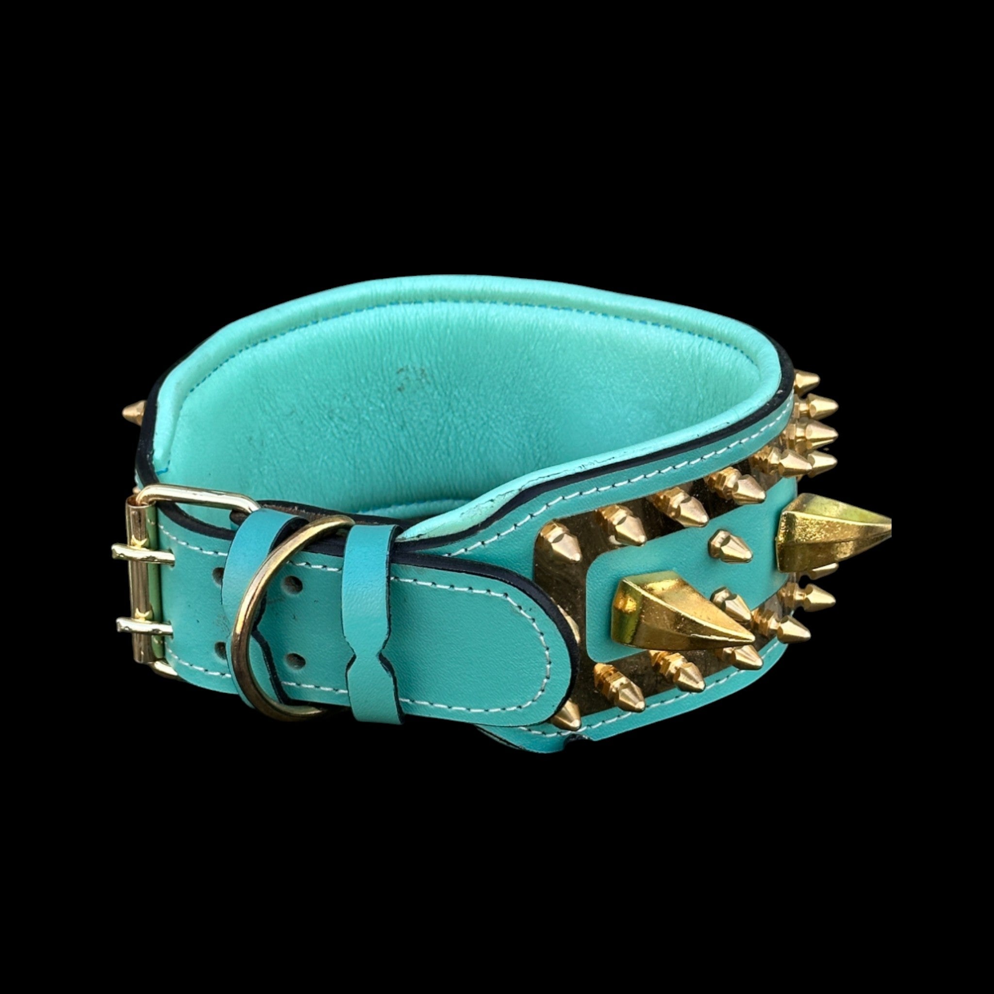 Large breed dog wearing turquoise and gold leather collar with lion symbol – powerful look.