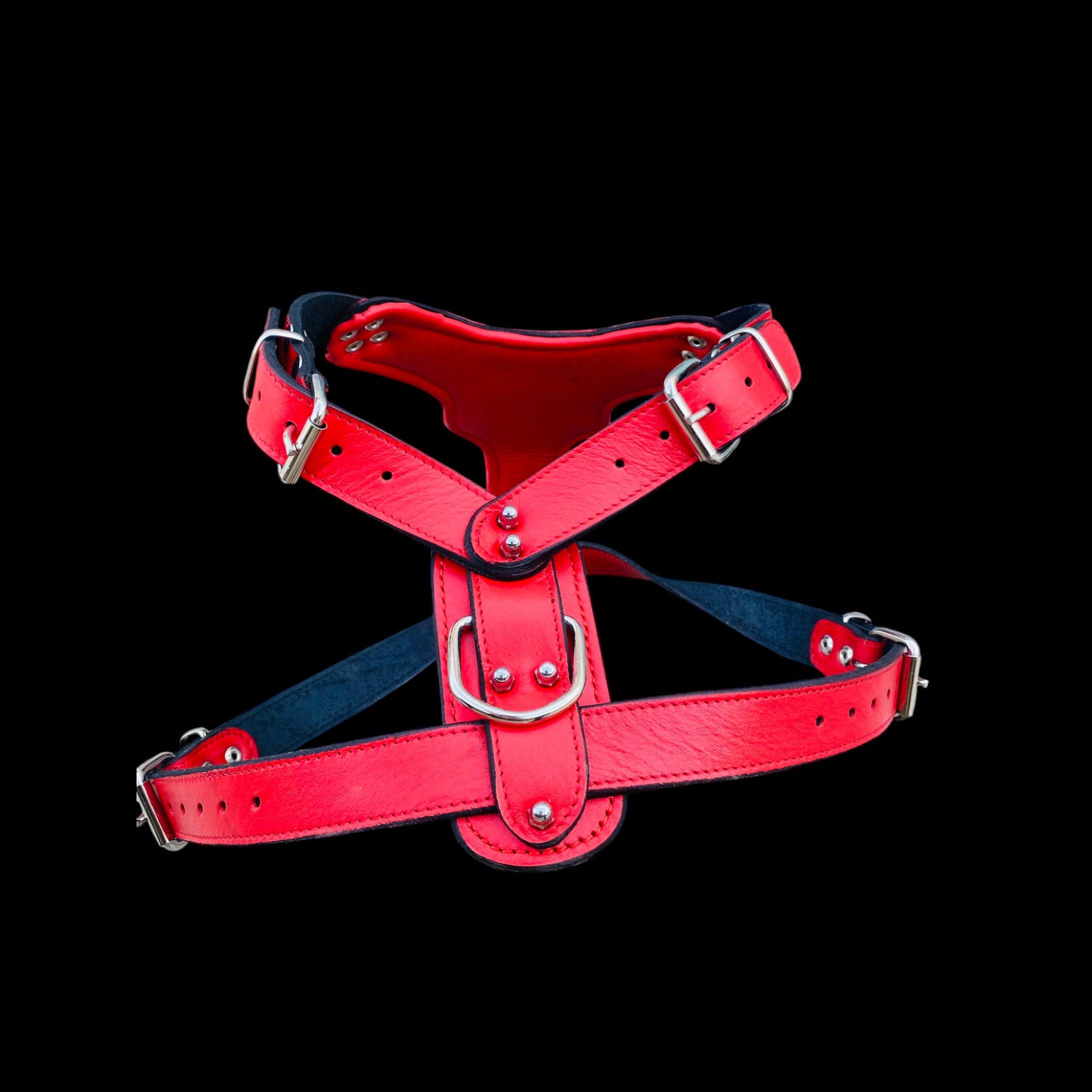 Strong red harness with lion emblem for Kangal
