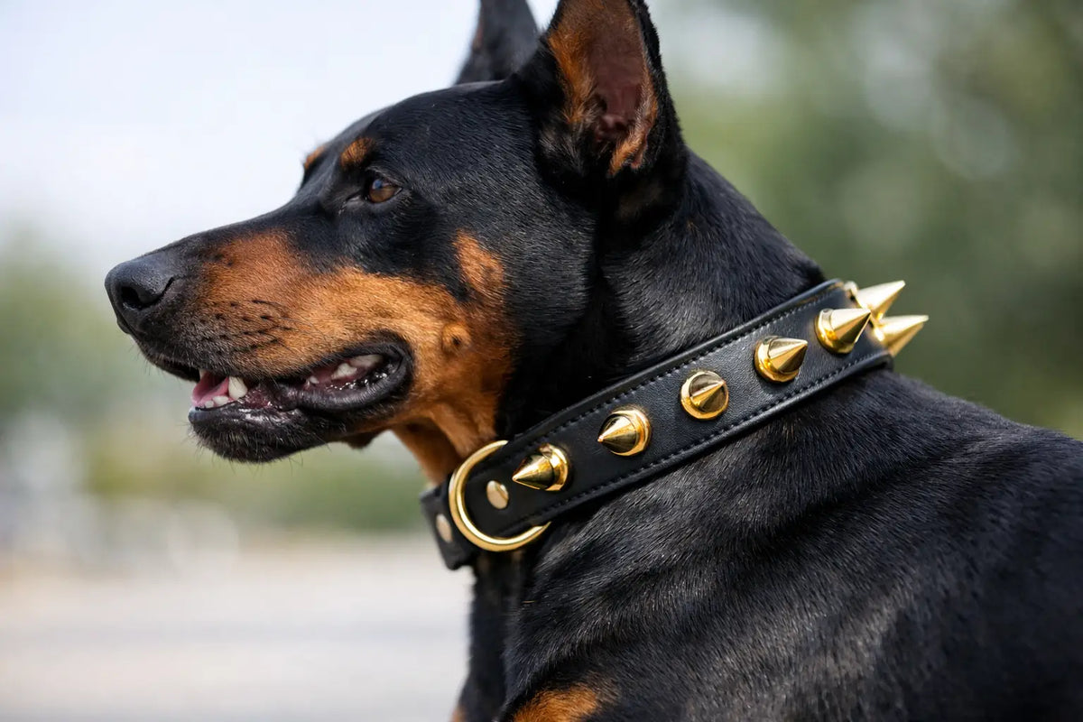 Custom Dog Collar With Gold Spikes