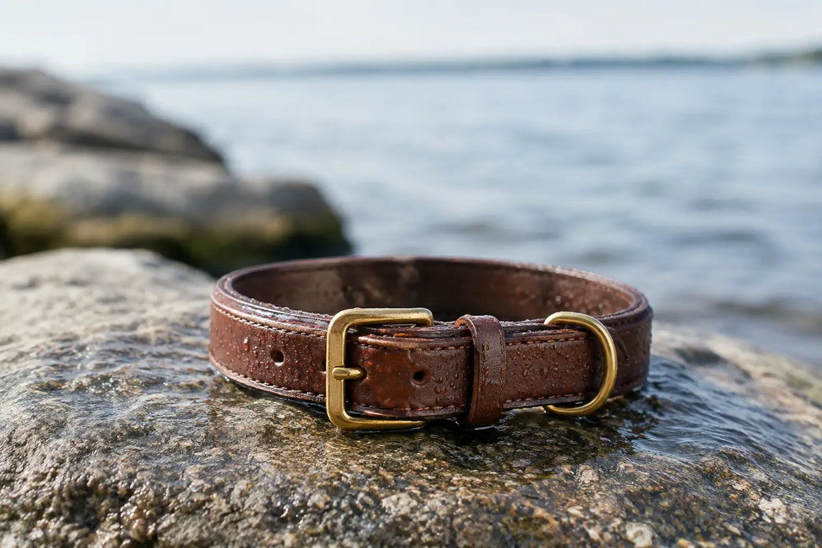 Can Leather Collars Get Wet? The Straight Answer