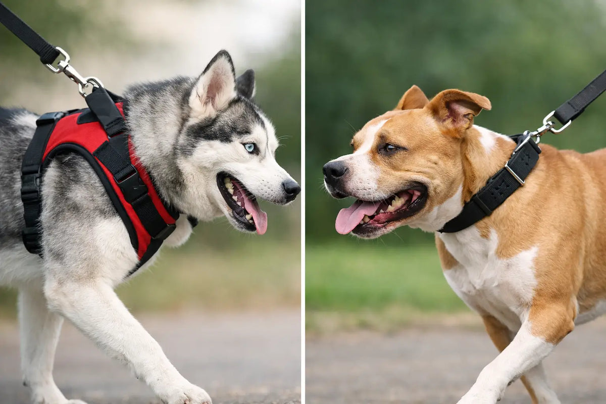 Harness vs Collar for Pulling Dogs