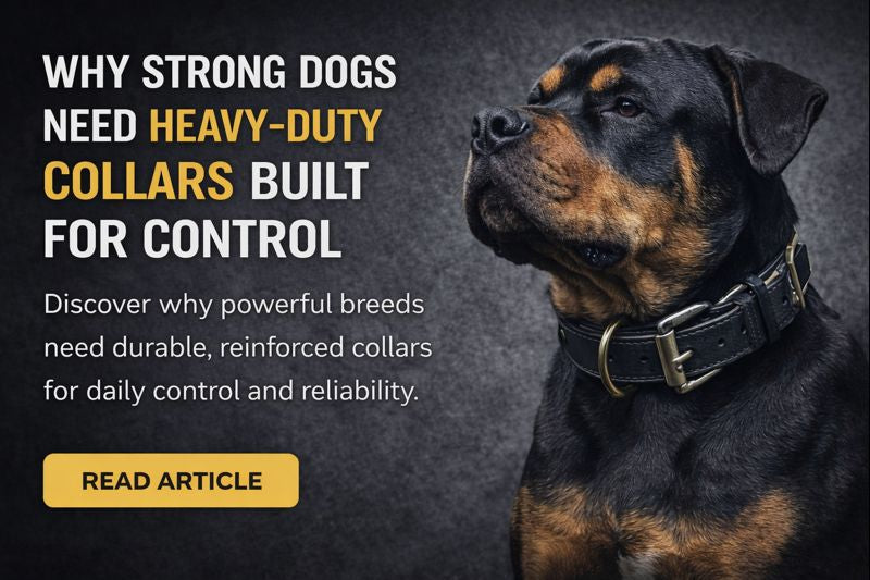 Why Strong Dogs Need Heavy-Duty Collars Built for Control