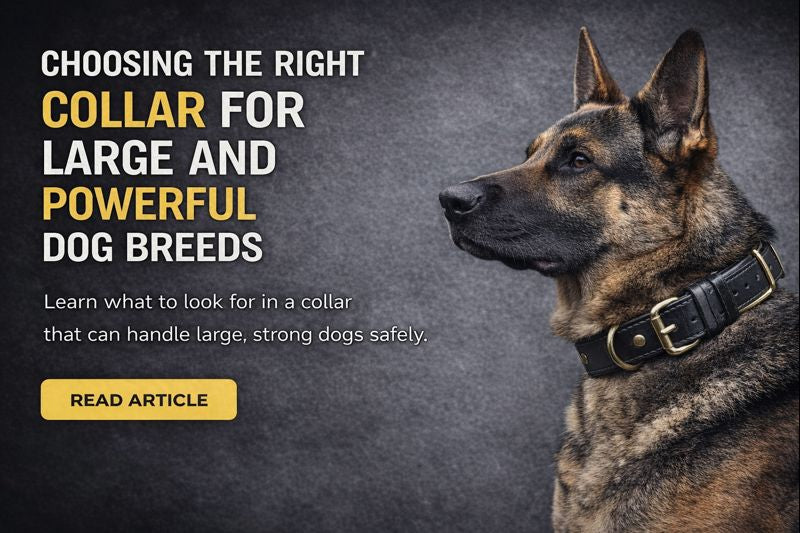 Choosing the Right Collar for Large and Powerful Dog Breeds