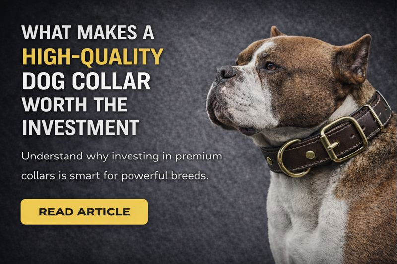 What Makes a High-Quality Dog Collar Worth the Investment