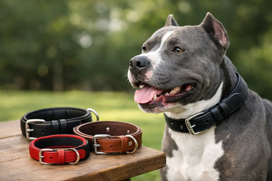 What Size Collar for Pitbull Dogs?