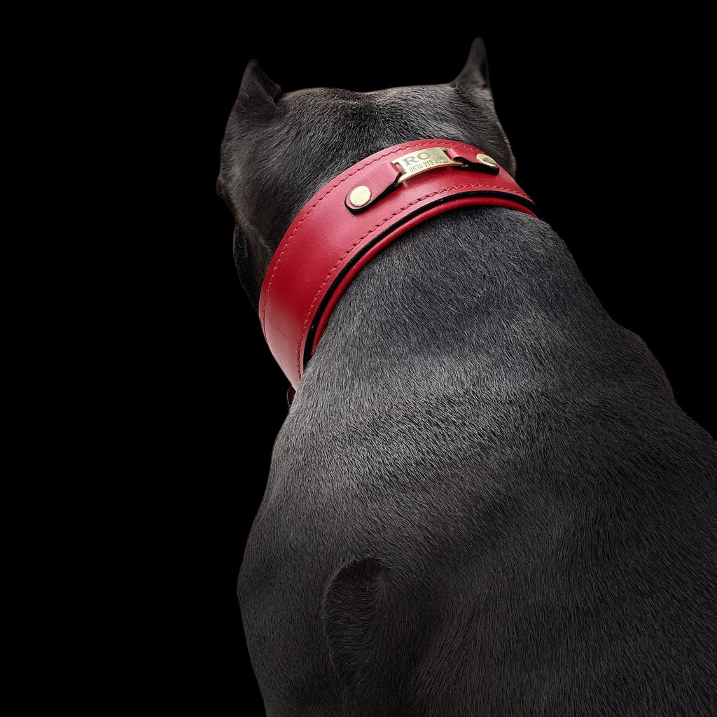 A&C Dog Collars marka, büyük ırk köpekler için tasarlanmış, pirinç isimlikli, kırmızı deri, geniş ve dolgulu köpek tasması