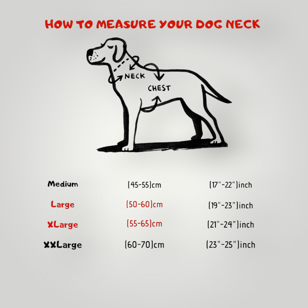 A&C Dog Collars köpek boyun ölçüsü alma rehberi, orta ve büyük ırklar için beden tablosu çizimi