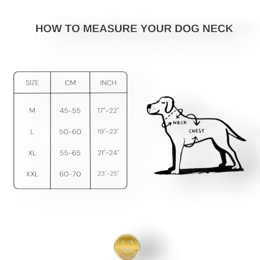 A&C Dog Collars köpek boyun ölçüsü alma rehberi tablosu ve köpek üzerinde boyun ve göğüs ölçüm noktalarını gösteren çizim