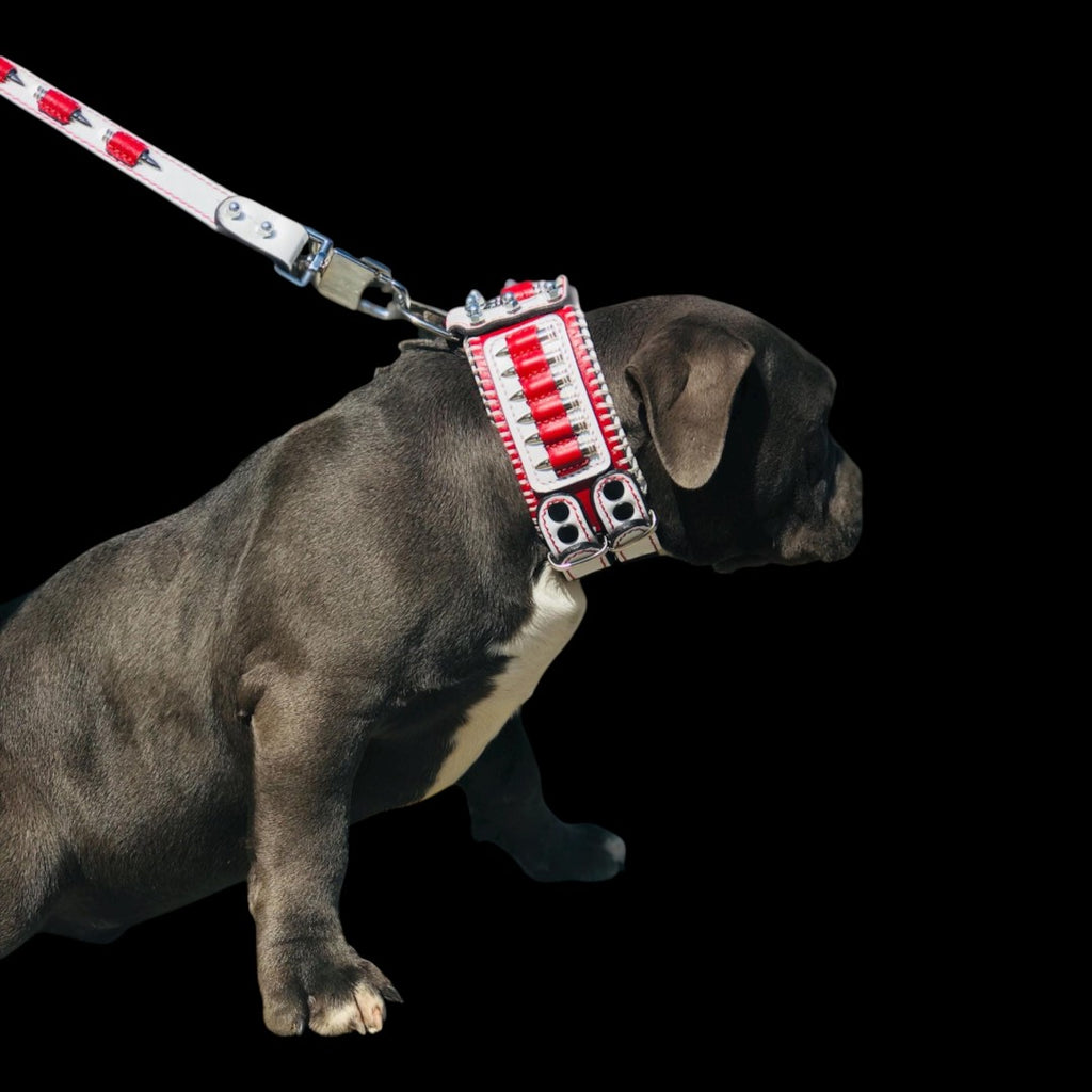 A&C Dog Collars handmade buffalo leather collar and leash set in white and red with brass bullet accents on a dog.