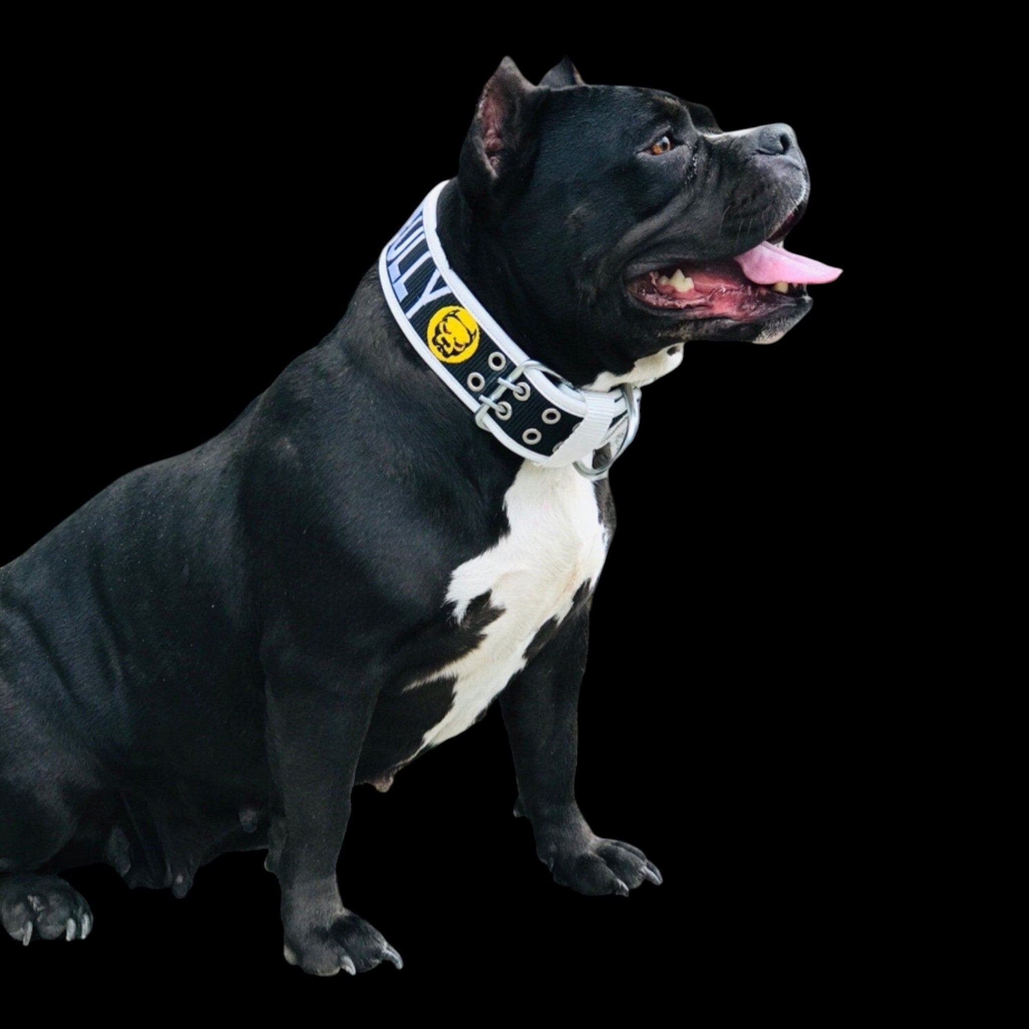 A&C Dog Collars marka, üzerinde özel baskı ve metal detaylar bulunan beyaz renkli, dayanıklı el yapımı köpek tasması