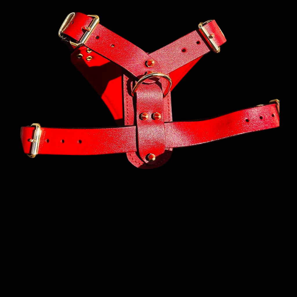 A&C Dog Collars red buffalo leather dog harness with gold hardware and brass rivets against a black background.