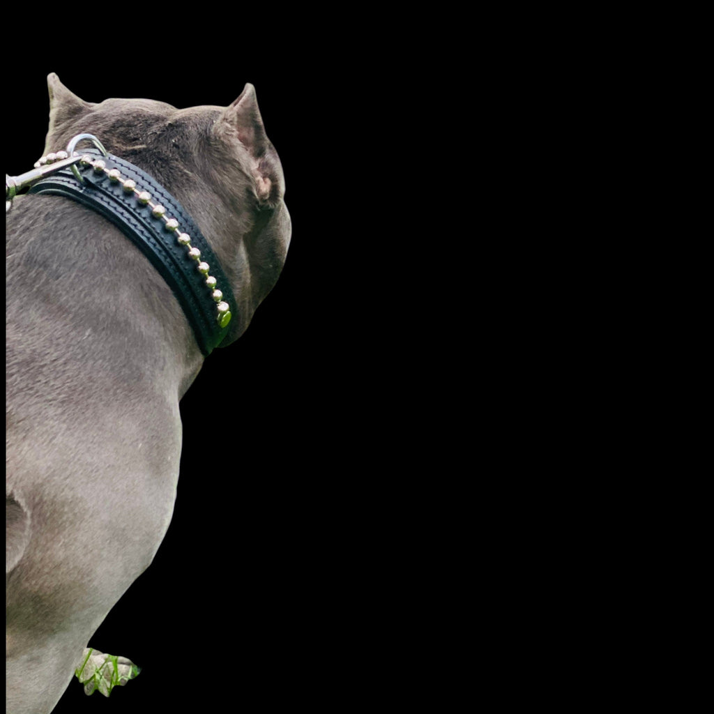 A&C Dog Collars marka siyah manda derisi köpek tasması, pirinç boncuk detaylı ve dolgulu iç astarlı, büyük ırk köpek üzerinde