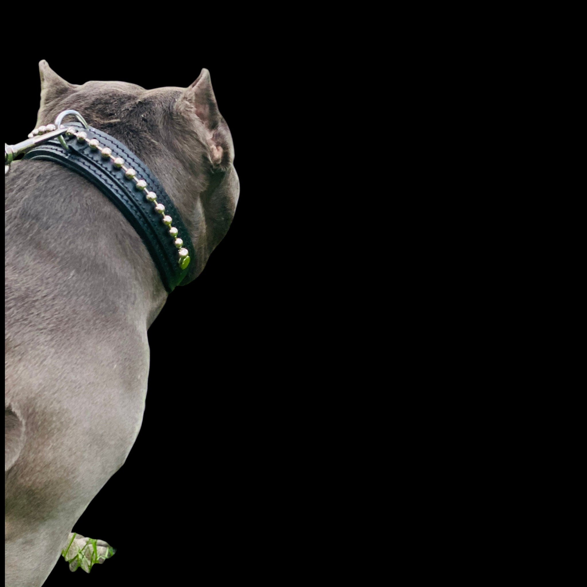 A&C Dog Collars marka siyah manda derisi köpek tasması, pirinç boncuk detaylı ve dolgulu iç astarlı, büyük ırk köpek üzerinde