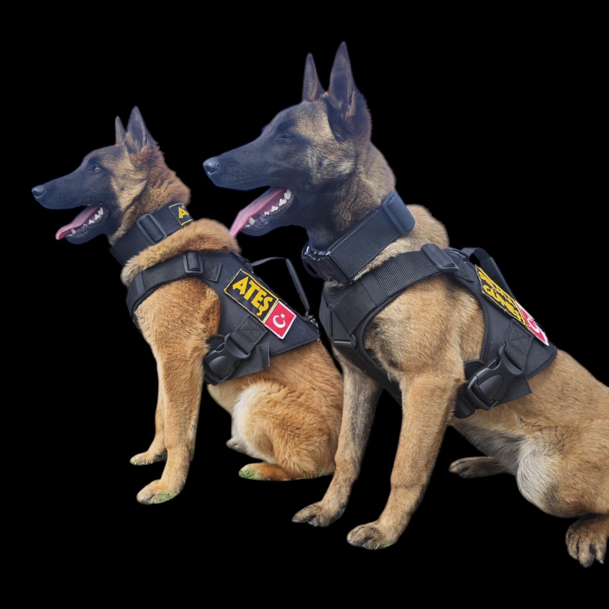 A&C Dog Collars marka, üzerinde isim nakışlı, dayanıklı siyah naylon taktik köpek göğüs tasması ve tasma seti.