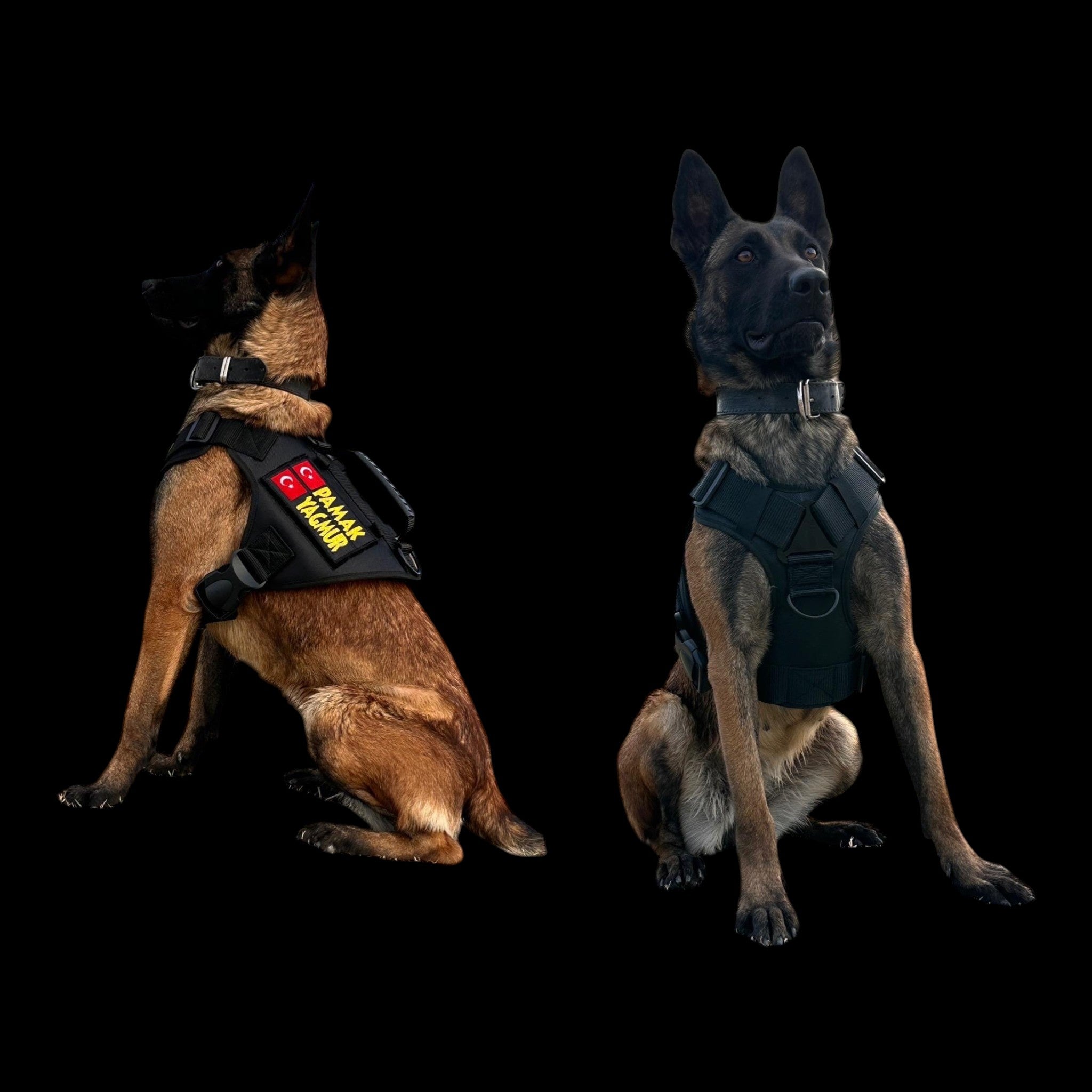 A&C Dog Collars siyah taktik köpek göğüs tasması seti, üzerinde isim nakışı ve Türk bayrağı yaması olan Belçika kurdu