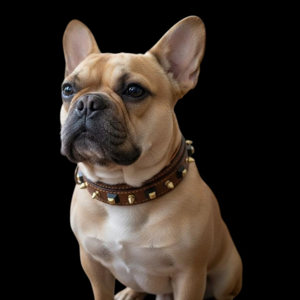 A&C Dog Collars marka kahverengi deri köpek tasması, altın çivili ve siyah geometrik detaylı, Fransız Bulldog üzerinde.
