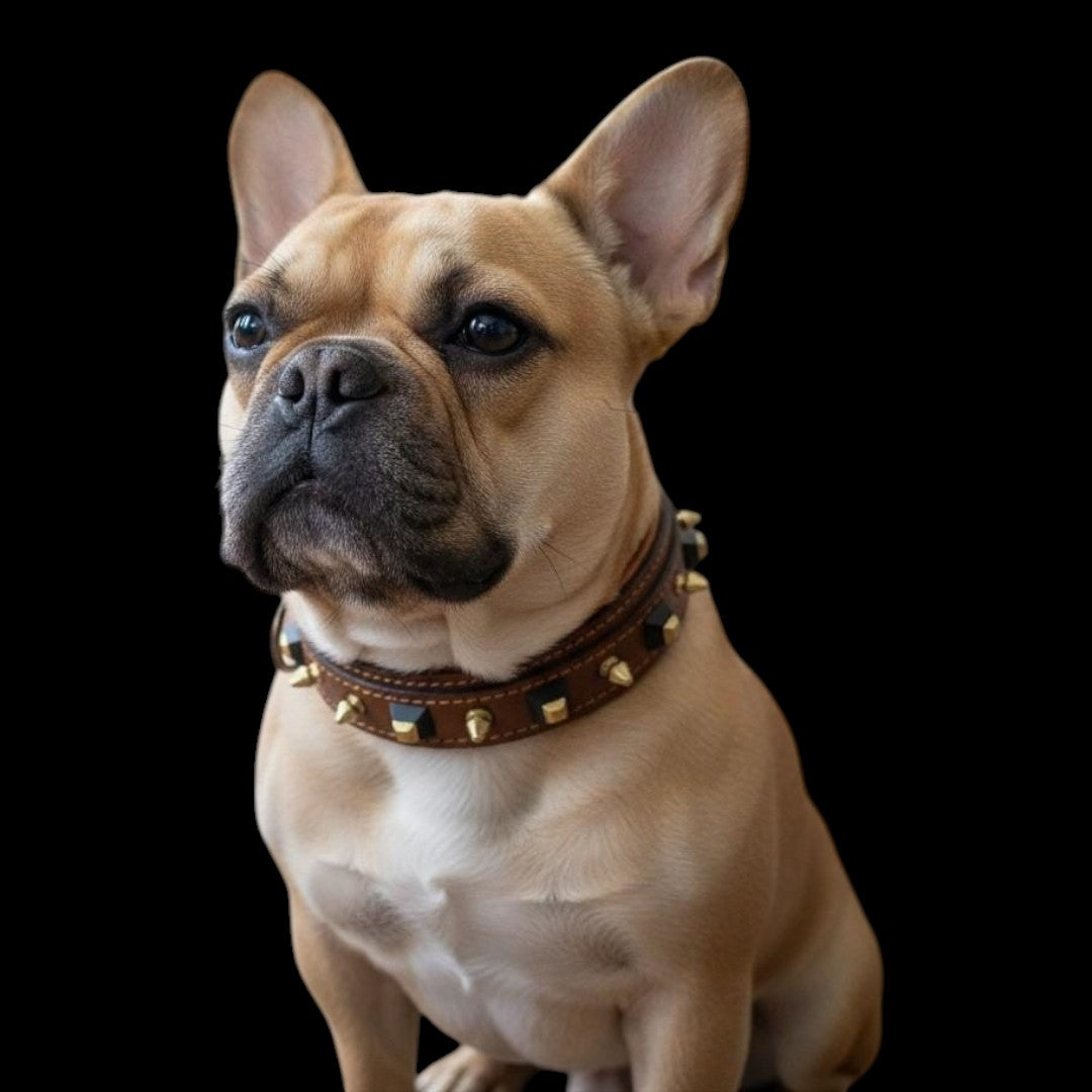 A&C Dog Collars marka kahverengi deri köpek tasması, altın çivili ve siyah geometrik detaylı, Fransız Bulldog üzerinde.