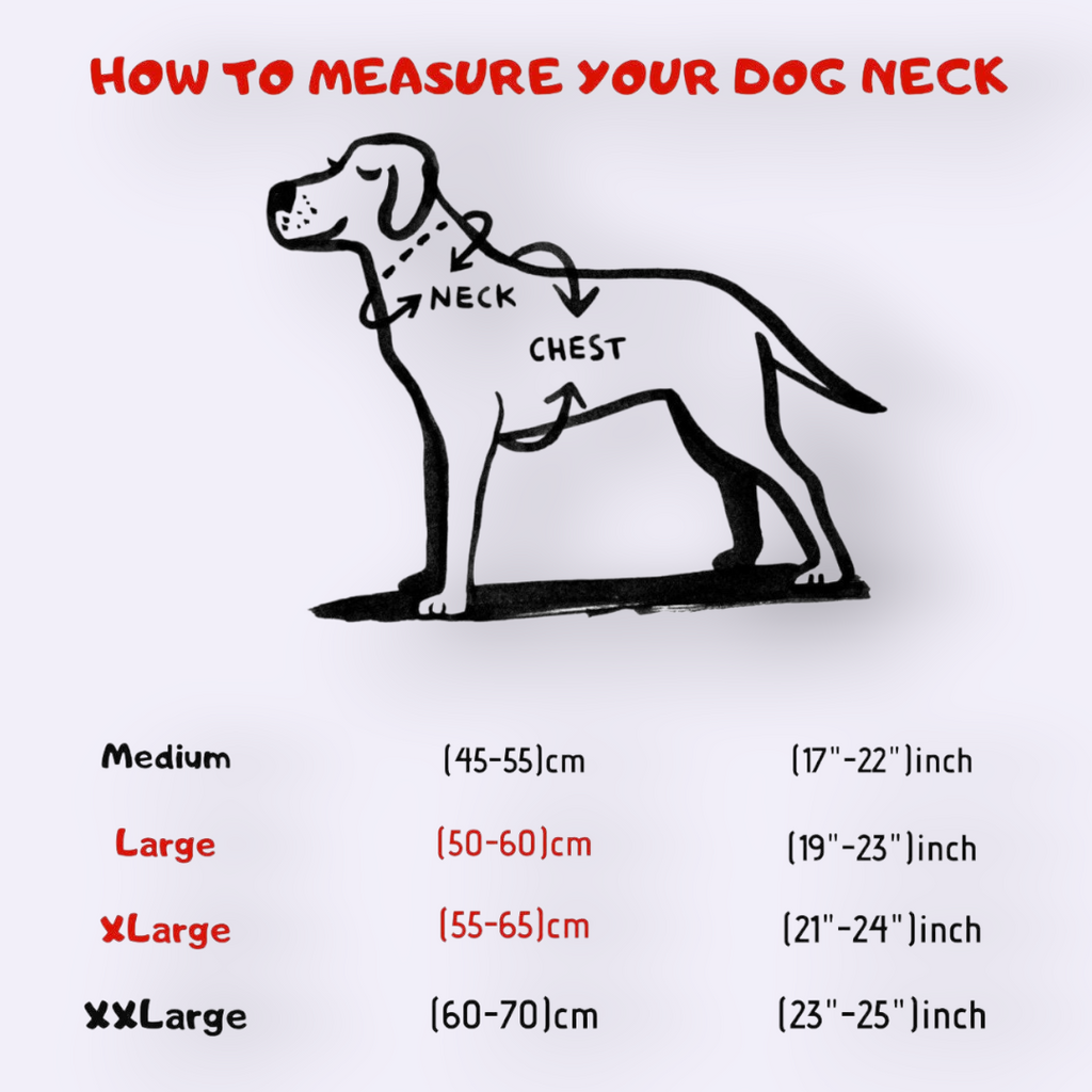 A&C Dog Collars köpek boyun ölçüsü alma rehberi, köpek silüeti üzerinde boyun ve göğüs ölçüm noktalarını gösterir.