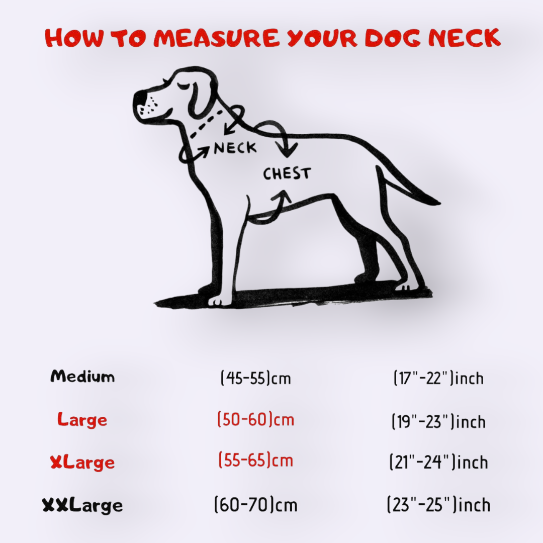 A&C Dog Collars köpek boyun ölçüsü alma rehberi, köpek silüeti üzerinde boyun ve göğüs ölçüm noktalarını gösterir.
