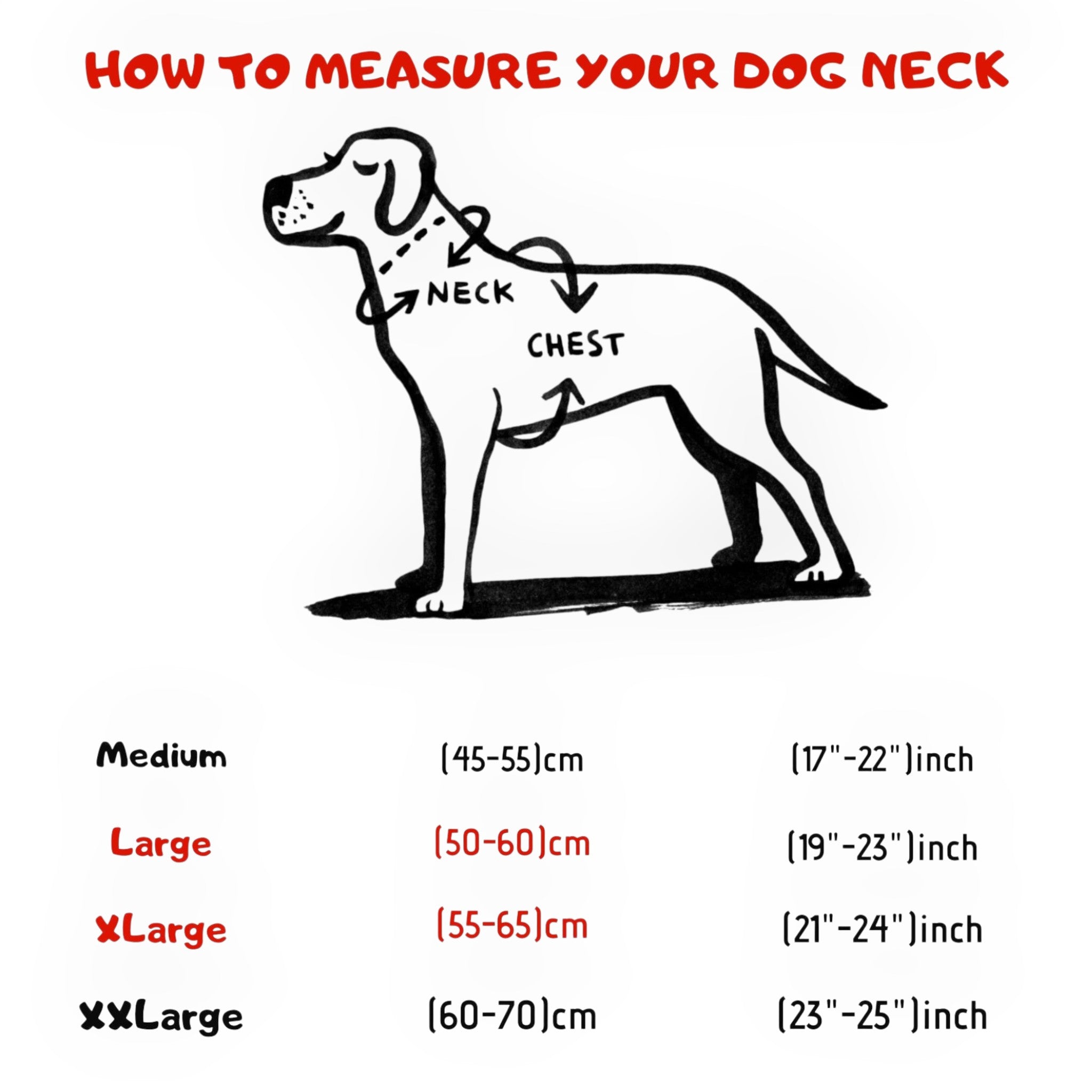 A&C Dog Collars köpek boyun ve göğüs ölçüsü alma rehberi çizimi, büyük ırk köpekler için beden tablosu