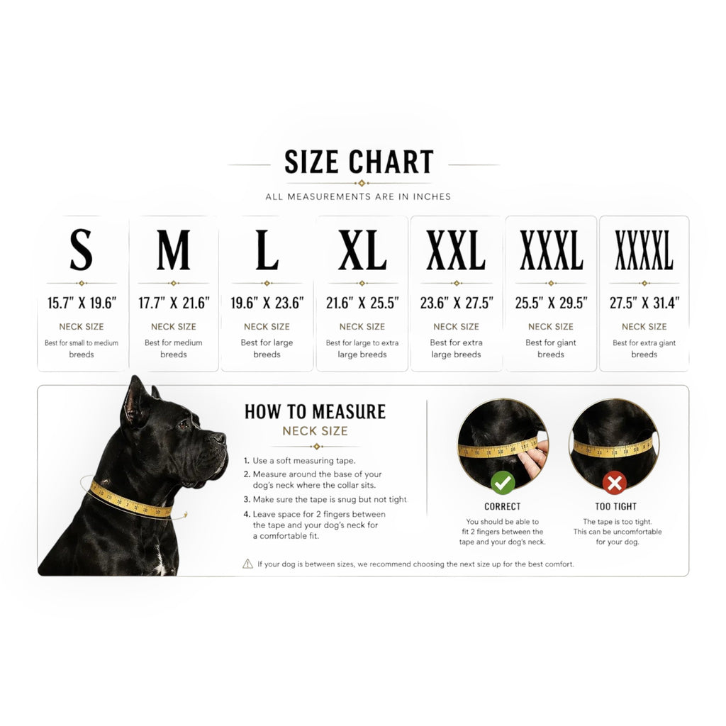 A&C Dog Collars köpek tasması beden tablosu ve ölçüm kılavuzu, Cane Corso cinsi köpek üzerinde gösterilmektedir.
