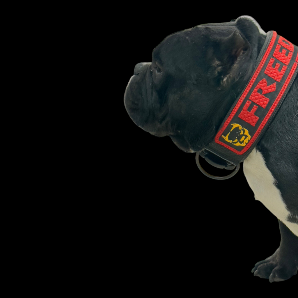 A&C Dog Collars marka, üzerinde özel isim yazılı ve köpek figürlü, kırmızı detaylı el yapımı siyah deri köpek tasması