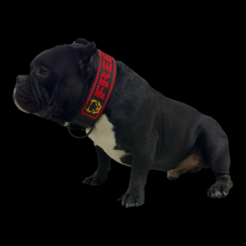 A&C Dog Collars marka siyah beyaz bir köpeğin boynunda kırmızı desenli ve yazılı özel tasarım deri köpek tasması