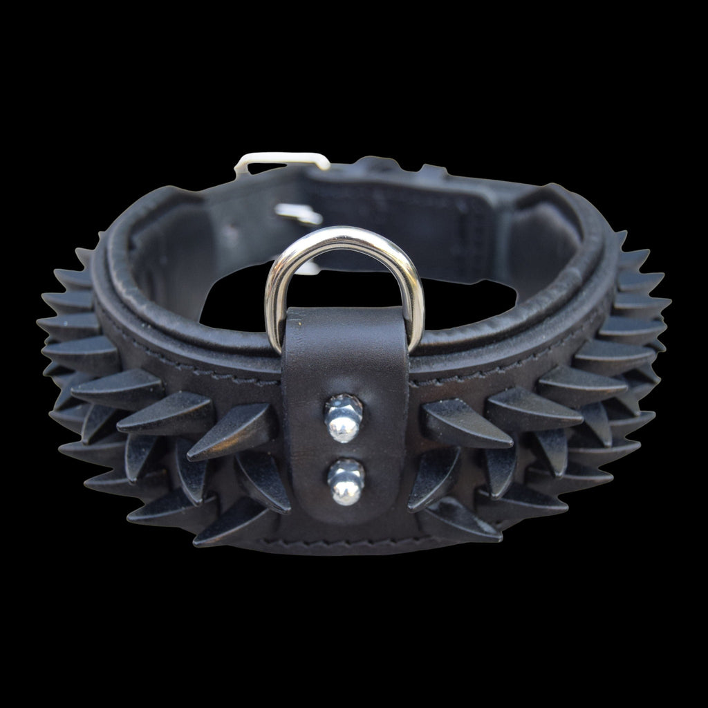 A&C Dog Collars el yapımı siyah manda derisi çivili köpek tasması, altın rengi D halkalı ve dayanıklı metal aksesuarlı