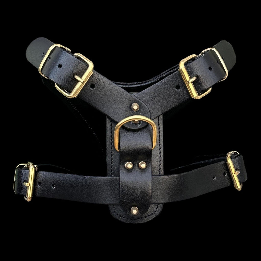 A&C Dog Collars marka siyah manda derisi köpek göğüs tasması, altın rengi metal tokalar ve dayanıklı pirinç detaylı