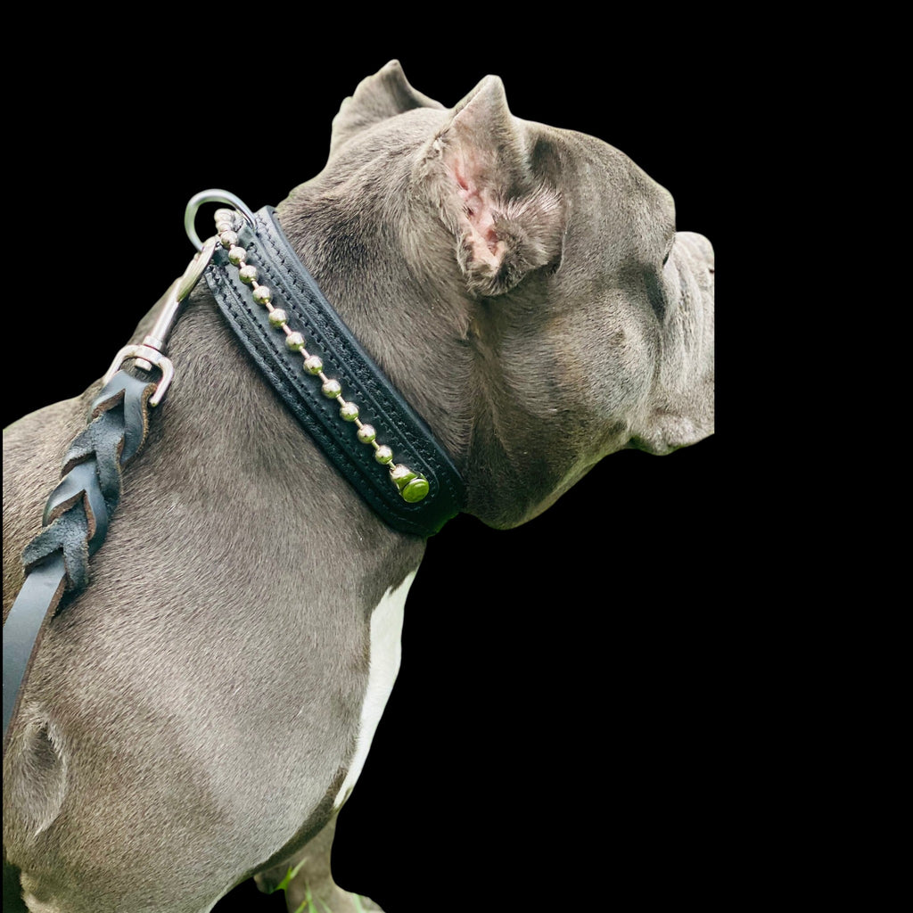 A&C Dog Collars siyah manda derisi köpek tasması, pirinç boncuk detaylı ve yumuşak dolgulu, çimen üzerinde bir köpekte