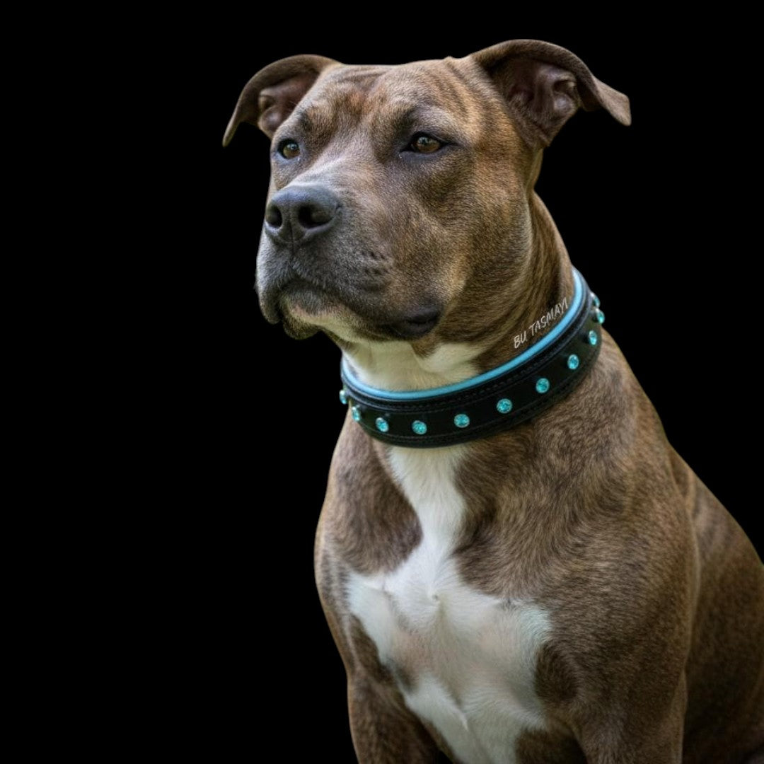 A&C Dog Collars marka, mavi kristal taşlı ve gök mavisi astarlı geniş siyah deri köpek tasması takan büyük bir köpek.
