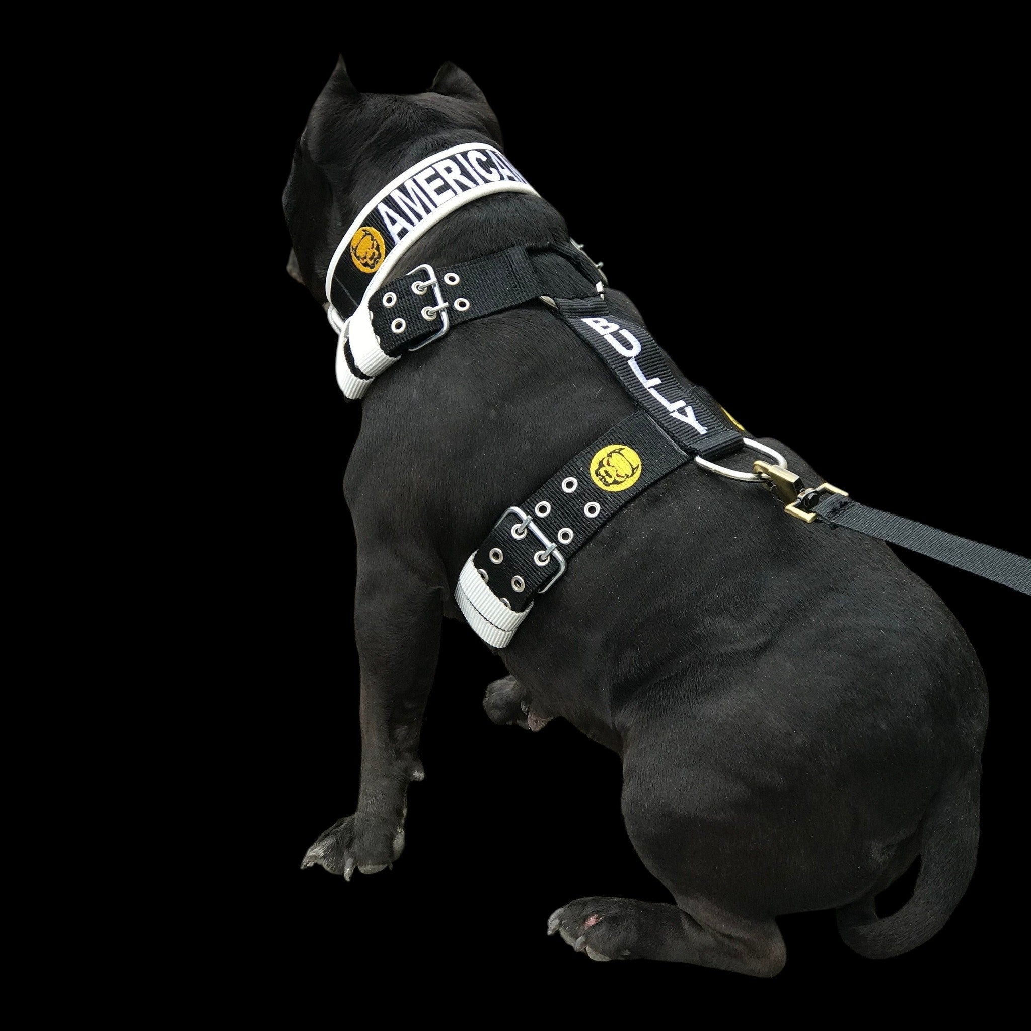 A&C Dog Collars marka siyah naylon köpek tasması ve göğüs tasması seti, üzerinde beyaz yazı ve logo detayları mevcut.