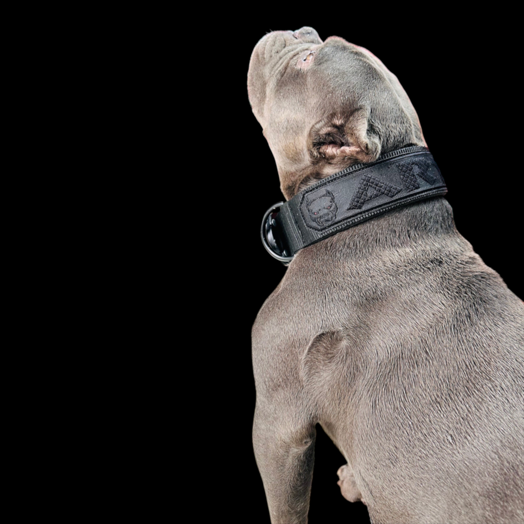 A&C Dog Collars marka siyah naylon köpek tasması, üzerinde özel gravür detayları ve dayanıklı metal halka bulunur.
