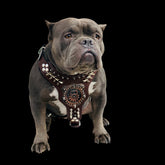 Handmade chest harness with copper emblem for American Bully