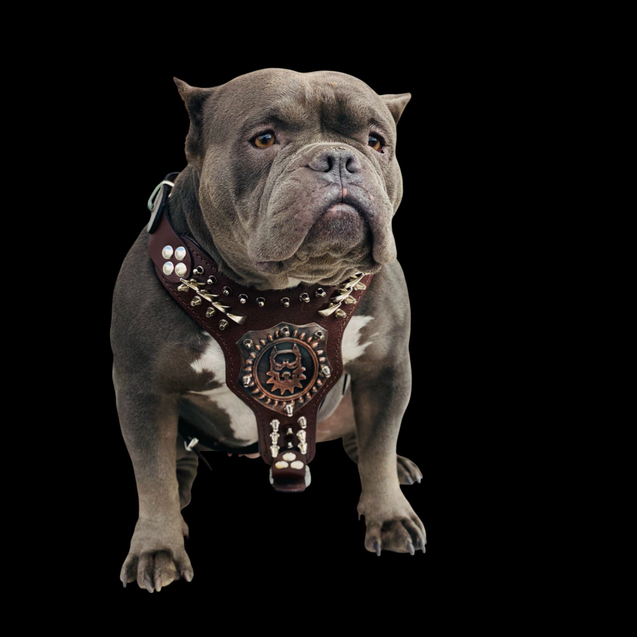 Handmade chest harness with copper emblem for American Bully