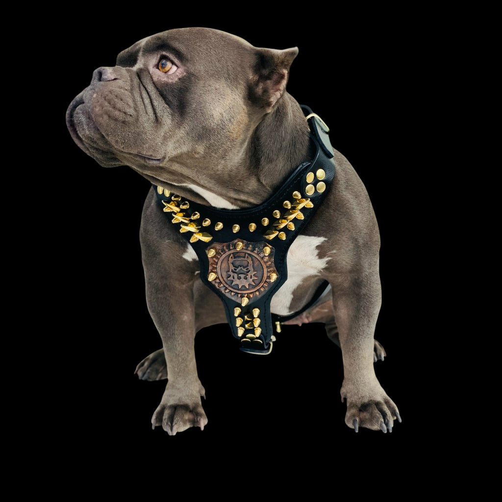 Copper logo dog chest harness for Rottweiler and Kangal