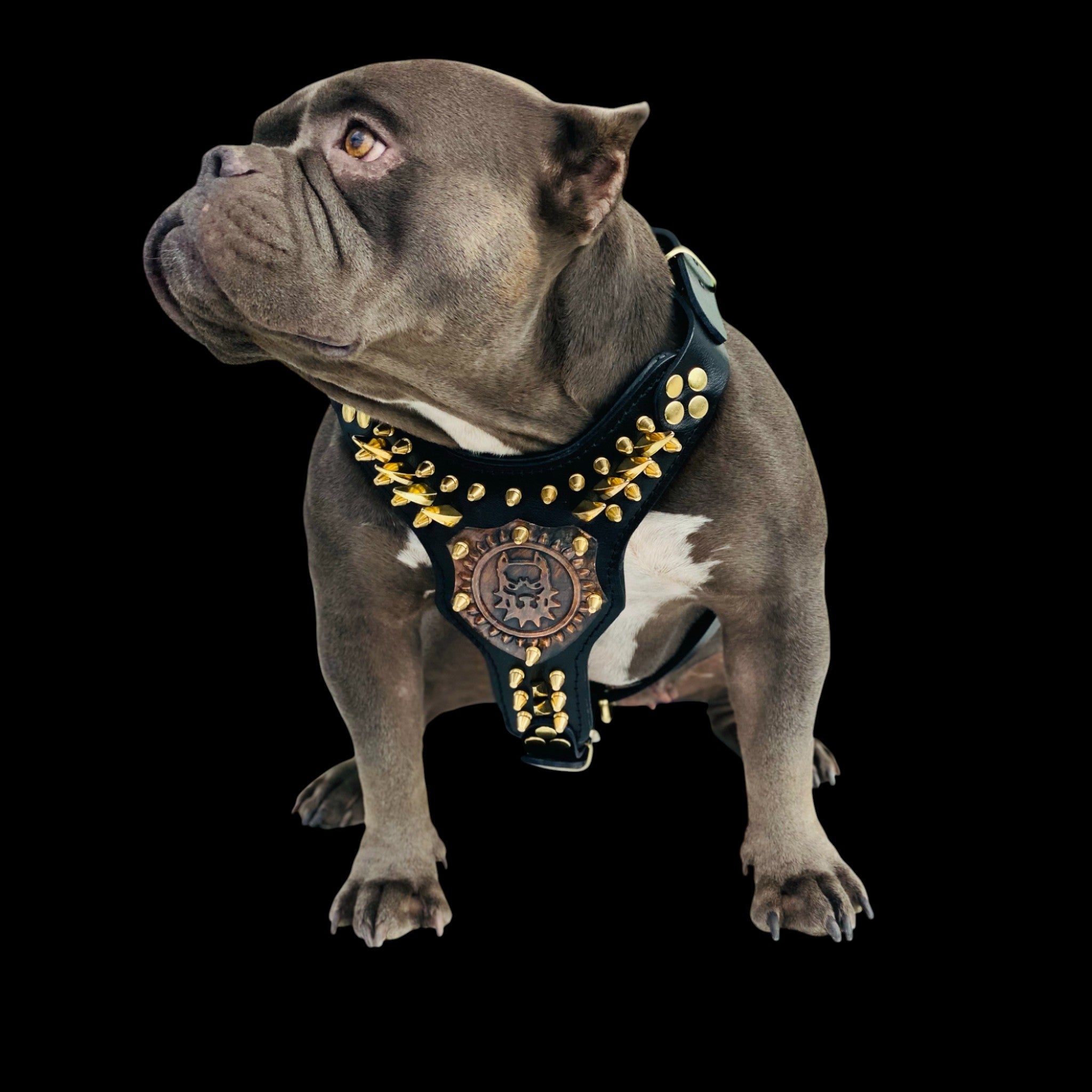 Copper logo dog chest harness for Rottweiler and Kangal