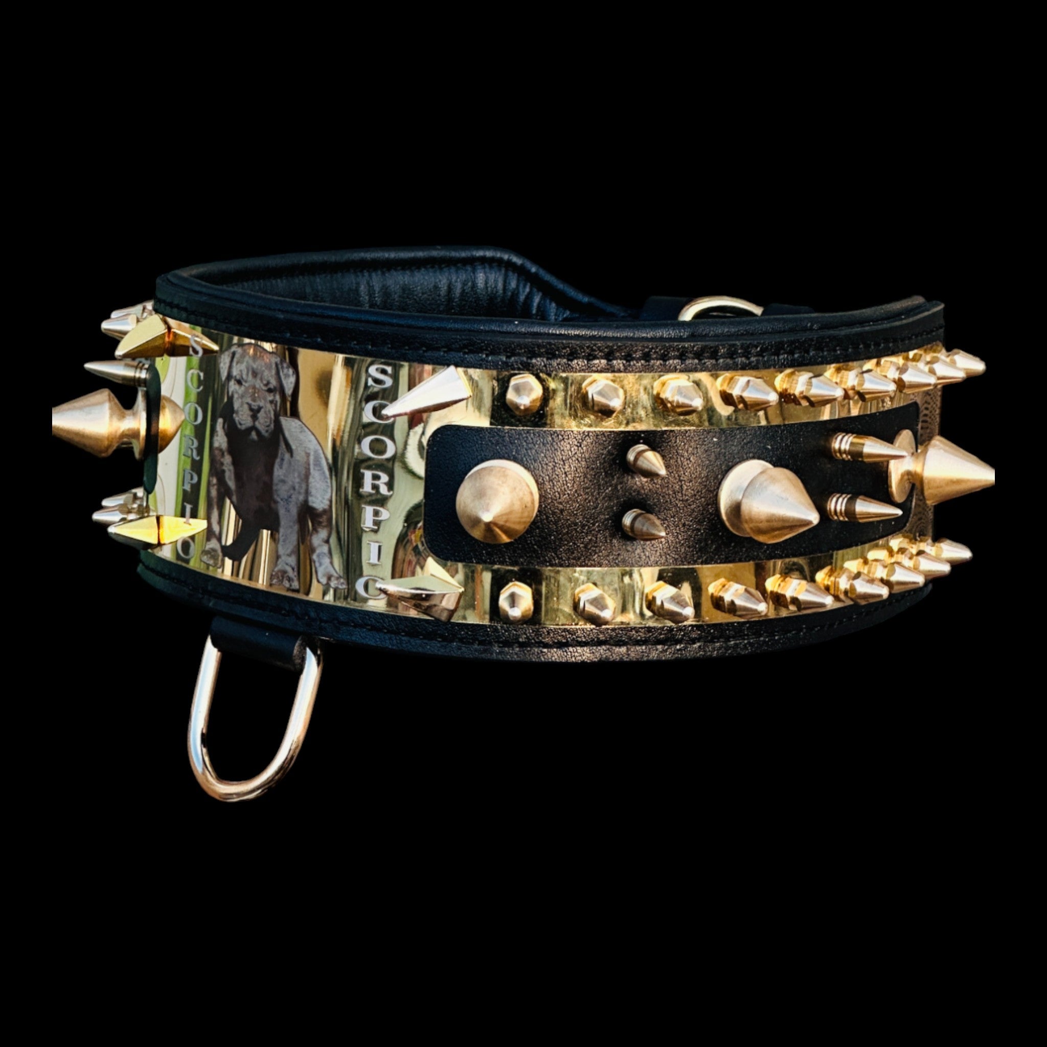 Cane Corso wearing Scorpio laser engraved collar