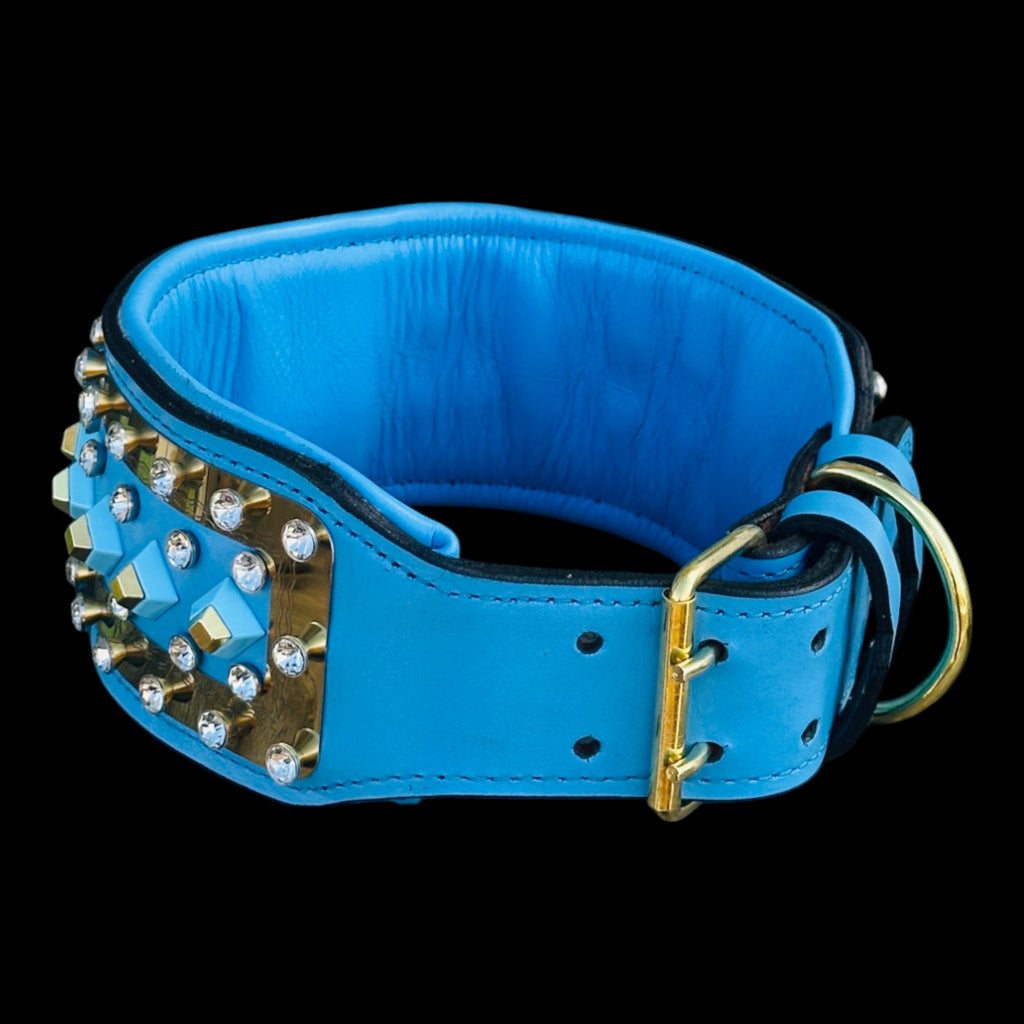 American Bully with crystal gold lion collar