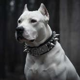 Dogo Arjantin - Siyah Spike Tasma
