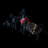Handmade buffalo leather dog harness with lion emblem. Strong, stylish, and built for powerful breeds like Bully, Cane Corso, Rottweiler & K9 - A&C Dog Collars
