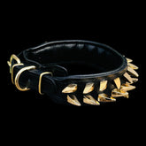 Pitbull luxury black and gold dog collar
