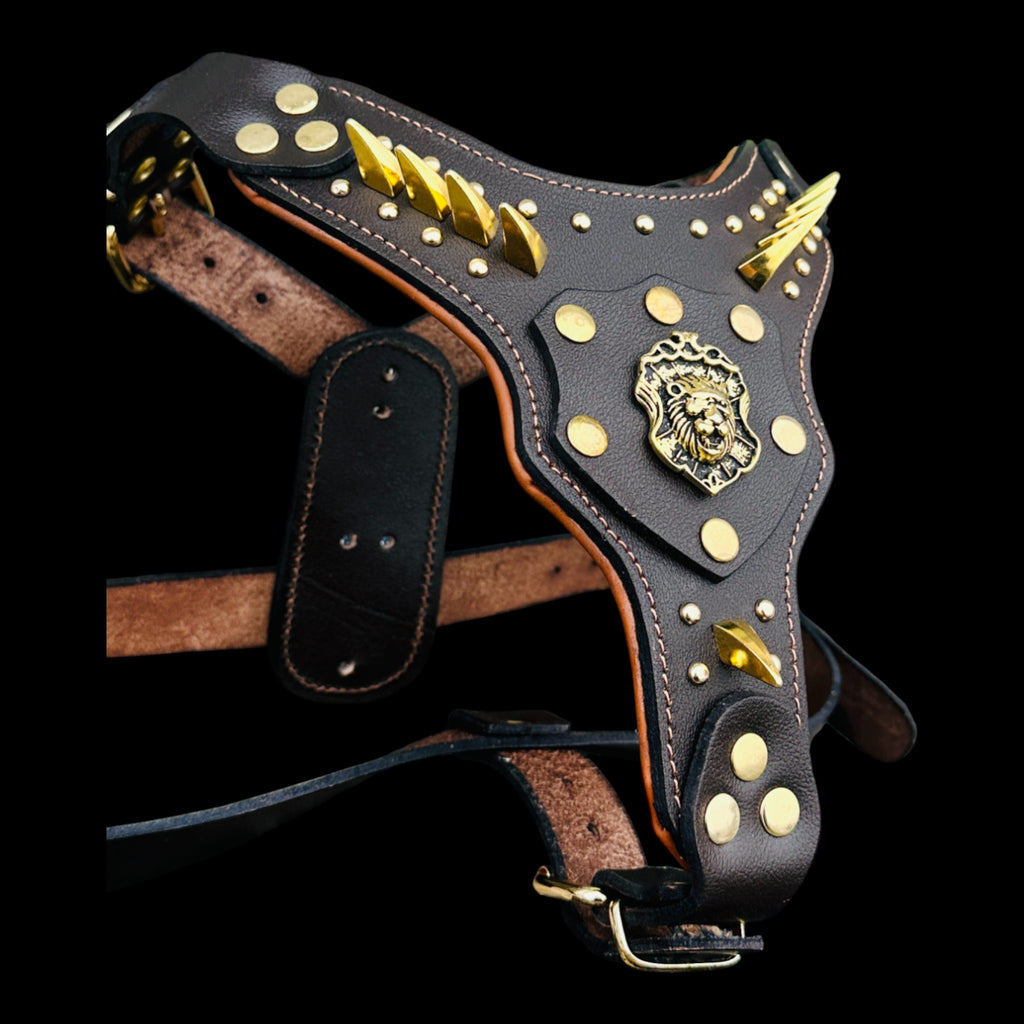 American Bully wearing gold lion buffalo leather harness