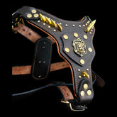 American Bully wearing gold lion buffalo leather harness
