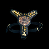 Luxury black leather harness with gold studs for Cane Corso