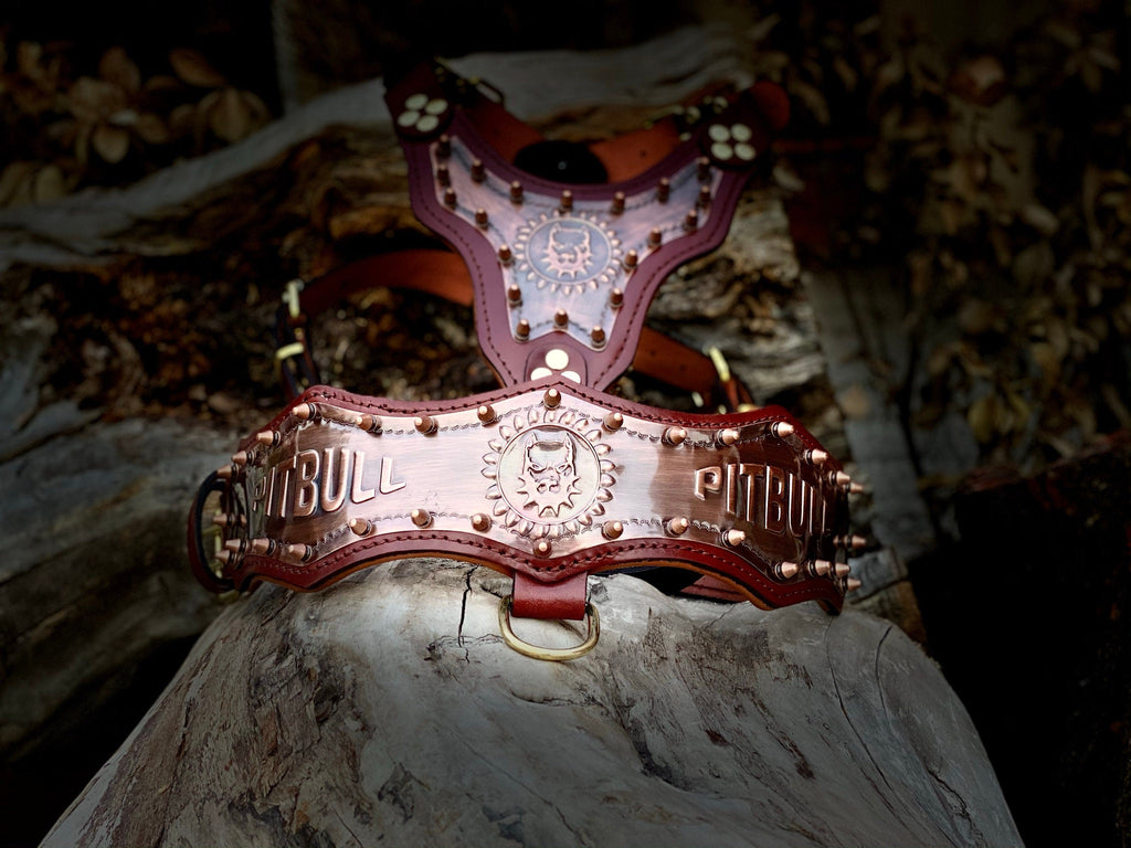 Gladyator Leather Dog Harness Walk Set: Personalized Engraved Collar