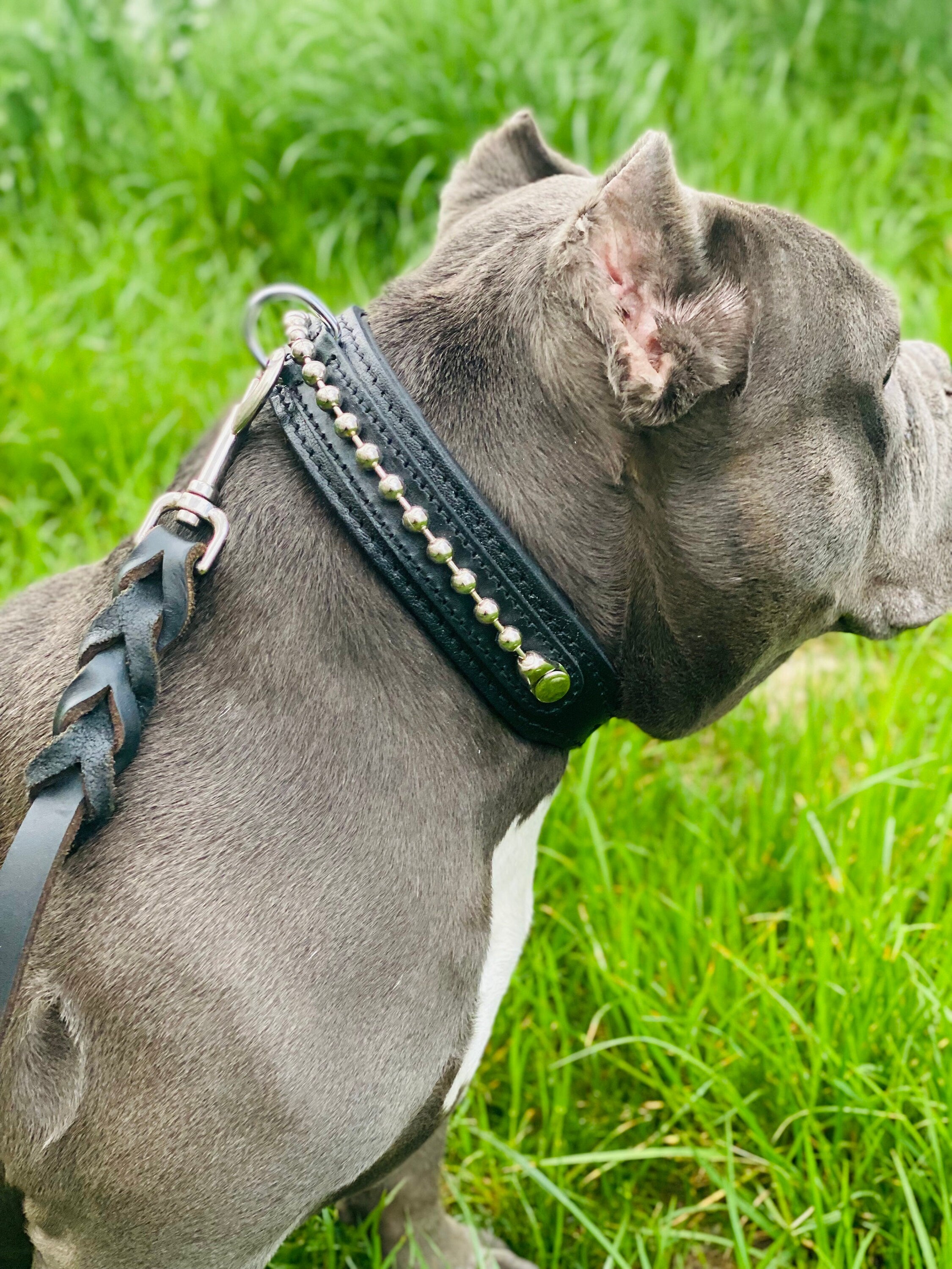 Black Buffalo Leather Dog Collar: Brass Bead Detail, Padded Lining