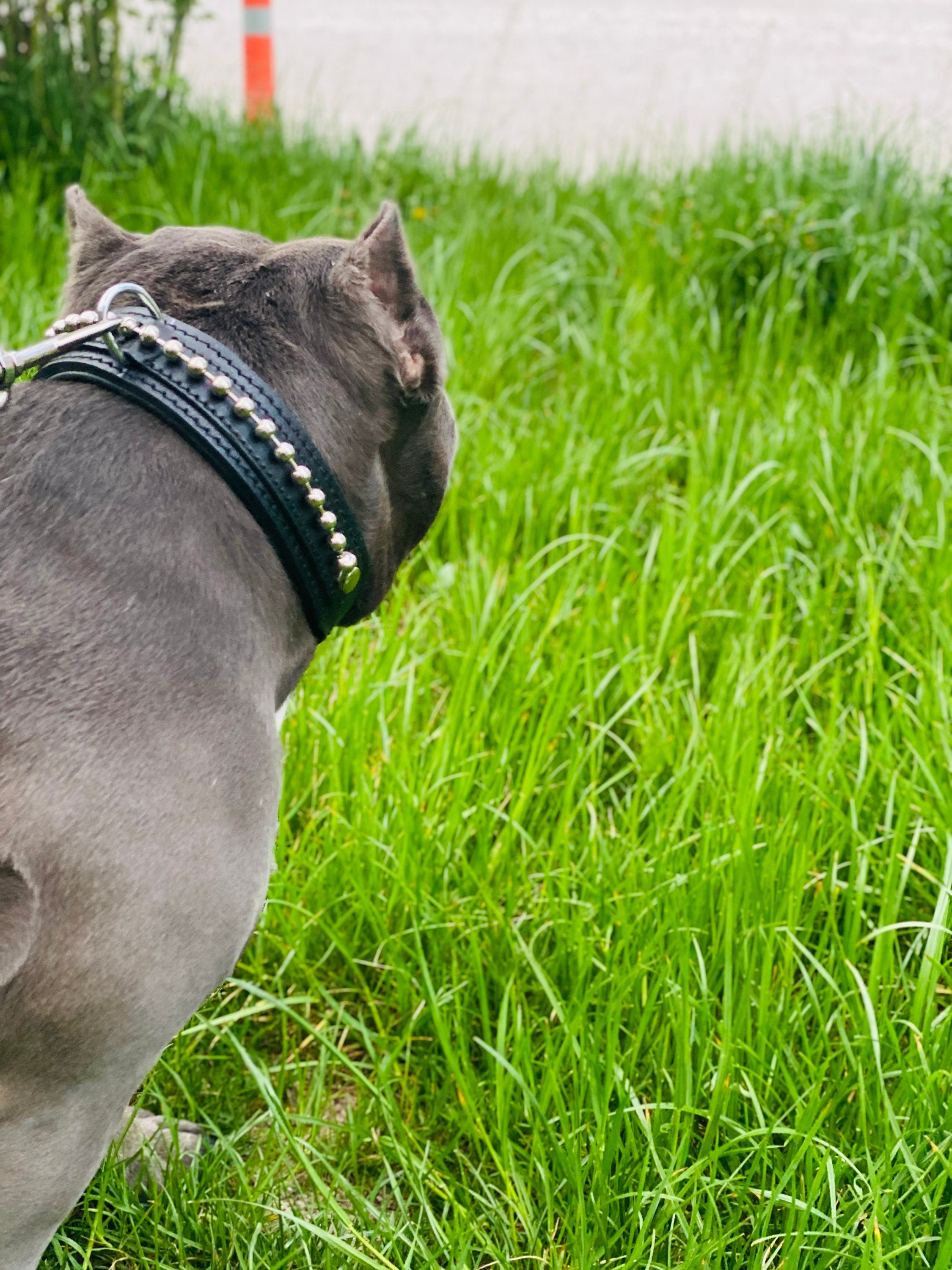 Black Buffalo Leather Dog Collar: Brass Bead Detail, Padded Lining